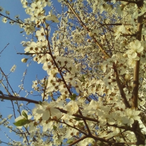 Pavasaris5