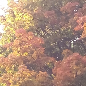 Medis rudais lapais
